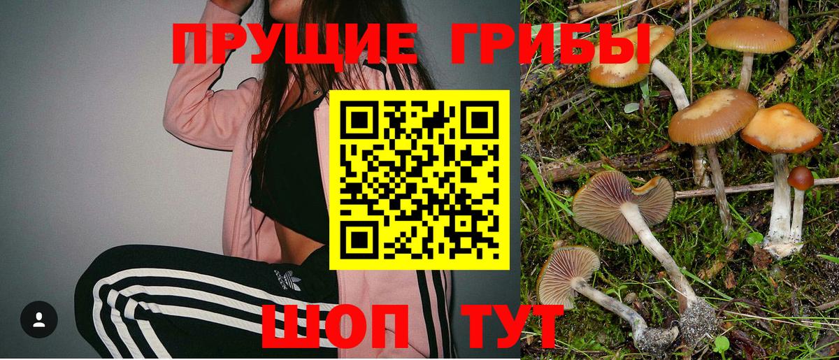 Псилоцибиновые грибы Psilocybine cubensis Подольск